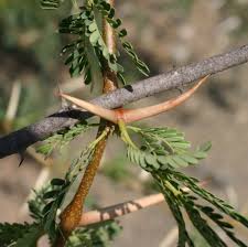 Image result for Acacia grandicornuta