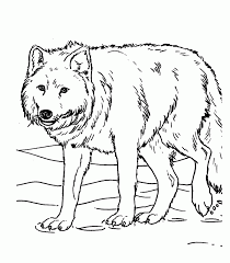 We did not find results for: Wolf Coloring Pages And Book Uniquecoloringpages Coloring Home