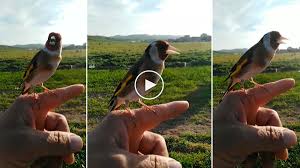 See authoritative translations of jilguero in english with example sentences and audio pronunciations. Sube El Volumen Y Disfruta Del Canto De Este Jilguero
