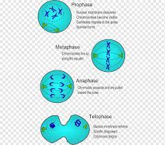 The stages of cell division are complex and subtle. Cell Division Mitosis Cell Cycle Cytokinesis Cell Division Text Cell Mitosis Png Pngwing