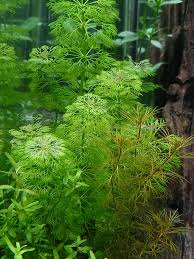 Image result for Limnophila
