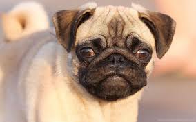#pugs #pug puppies #puppies #idk how to tag this #eleventhpsycho #you guys i'm sorry i don't know what i'm doing anymore #i swear this won't be a regular thing #i just love puppies so much #my gifs #i. Dog Eyes Face Pug Puppy Wallpaper Background Best Stock Photos Toppng