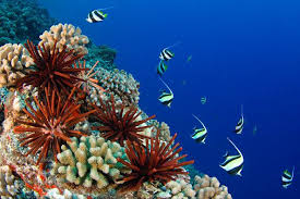 Maybe you would like to learn more about one of these? Hawaii Bans Sunscreens That Hurt Coral Reefs Safer Sunscreen