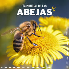 20 de mayo. Día mundial de las abejas 🐝 Hoy celebramos el día de estas  pequeñas heroínas que trabajan incansablemente para mantener nuestro mundo  en equilibrio. 🌎❤️🐝 #díamundialdelasabejas