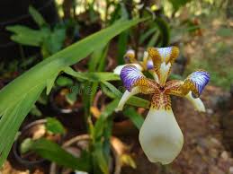 Image result for Neomarica northiana