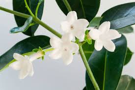 Baby's breath is one of the most popular white filler flowers. Filler Flowers For Wedding Bouquets