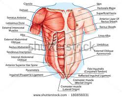 Function of the chest muscles. Just Go With It Let S Look Closer