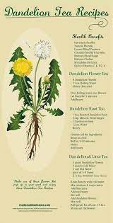 Dandelion root and leaves offer rejuvenating health benefits for the body. 4 Easy Methods To Make Healthy Dandelion Tea And 13 Recipes To Try Out