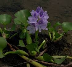 Image result for Thunbergia mildbraediana
