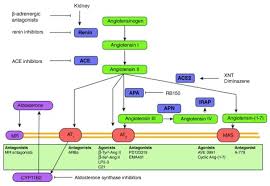 Arterial'naya gipertenziya = arterial hypertension. Advances In Understanding The Renin Angiotensin Aldosterone System Raas In Blood Pressure Control And Recent Pivotal Trials Of Raas Blockade In Heart Failure And Diabetic Nephropathy Abstract Europe Pmc