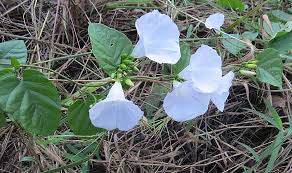 Image result for Merremia