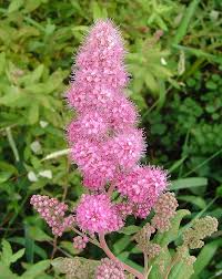 Image result for Spiraea douglasii