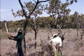 Image result for Ekebergia benguelensis