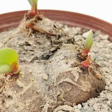 Image result for Eriospermum mackenii