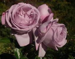 But the conceited man did not hear him. Le Petit Prince Rose Purple Rose Blue Hybrid Tea Rose Hybrid Tea Roses Tea Roses Rooting Roses