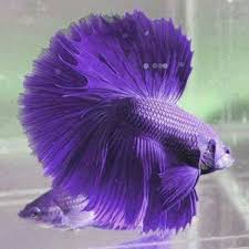 35 Different Types Of Betta Fish With Beautiful Pictures Betta Fish Betta Tropical Fish