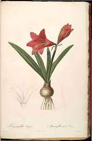 Hippeastrum Reginae Wikipedia La Enciclopedia Libre Amaryllis Painting Amaryllis Vintage Botanical Prints