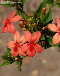 Image result for Ruspolia