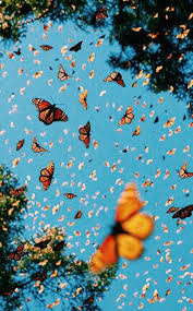 Butterfly Wallpapers Aesthetic With this qualitative application you can change and underline your look every time you need it! butterfly wallpapers aesthetic