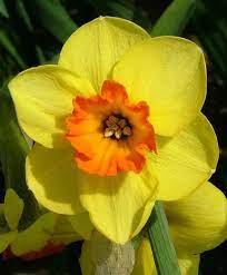 Narcissus Bantam Large Cupped Narcissi Narcissi Flower Bulb Index Jonquil Flowers Narcissus Flower Bulb Flowers