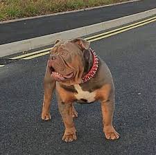 J bar t ranch akc english bulldog puppies for sale out of our quality, champion bred standard color and rare color english bulldogs located in blue ridge, texas. Awa Origins Adonis 9 Month Old Olde English Bulldog Bulldog Puppies English Bulldog Puppy English Bulldog Funny
