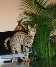 F4 Savannah Kittens for Sale | Savannah Cat Breed