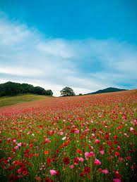 nature 風景 花畑 風景画