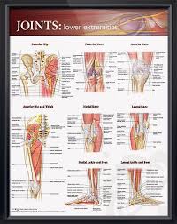 Pin On Doctors Anatomy Posters