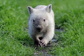 Wombat Wombat Australian Animals Cute Animals