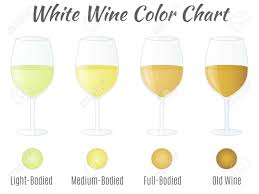 white wine color chart hand drawn wine glasses