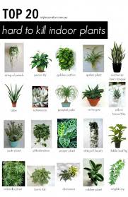 All Of These Indoor Plants Are Easy To Keep Alive And Perfect For Small Spaces Indoorplants Hangingplantsdiy Plants Indoor Plants Inside Plants