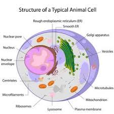 Check spelling or type a new query. 30 Cell Structure Ideas Cell Structure Cells Project Cell Biology