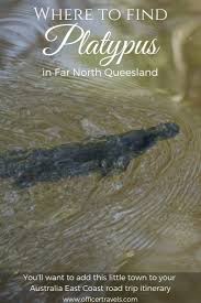 The Best Place To See Platypus In The Atherton Tablelands Top Places To Travel Atherton Tablelands East Coast Road Trip
