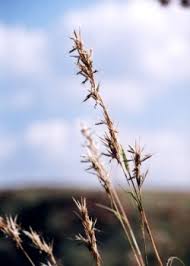 Image result for Cymbopogon caesius