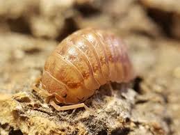 Peach Isopods For Sale Armadillidium Nasatum 10 Count Cup Reptile Habitat Peach Make It Simple