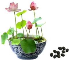 Mpro Tech Lotus Nelumbo Nucifera Seed Price In India Buy Mpro Tech Lotus Nelumbo Nucifera Seed Online At Flipkart Com Nelumbo Nucifera Seeds Lotus