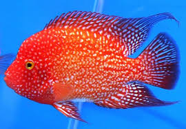 25 Fascinating Hybrid Animals You Have To See Today Cichlids Aquarium Fish Marine Aquarium Fish