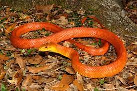 Everglades Rat Snake Elaphe Obsoleta Rossalleni Rat Snake Pet Snake Pretty Snakes
