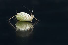 Come puoi vedere, le pulci possono apparire assolutamente ovunque, quindi è necessario eliminare passo dopo passo le cause della loro possibile presenza. á… Pulci In Casa Trucchi Consigli E Rimedi Efficaci
