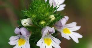 Sifali Bitkiler Www Alpturks Com Goz Sulanmasi Otlar Bitki Sifali Otlar