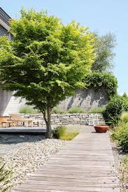 Weitere ideen zu japanischer garten, japanischer ahorn, garten. 8 Gartenbaume Ideen Gartenbaume Garten Baume Garten