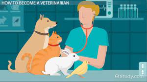 Oct 12, 2020 · at city pets vet, we take an individualized approach to your pet's health care needs based on lifestyle, age and medical history. How To Become A Veterinarian Education And Career Roadmap