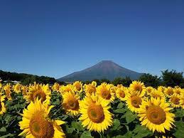 Selain itu, sunflower dipercaya oleh para ahli di jepang, dapat menetralisir radiasi nuklir. Bunga Matahari Yang Cantik Mendominasi Ladang Bunga Di Beberapa Perfecture Jepang Halaman 1 Kompasiana Com