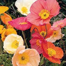 A poppy is a flowering plant in the subfamily papaveroideae of the family papaveraceae.poppies are herbaceous plants, often grown for their colourful flowers.one species of poppy, papaver somniferum, is the source of the narcotic drug opium which contains powerful medicinal alkaloids such as morphine and has been used since ancient times as an analgesic and narcotic medicinal and recreational. Poppies In All Colours ë¶‰ì€ ê½ƒ ê½ƒ ì‚¬ì§„ ì–'ê·€ë¹„ ê½ƒ