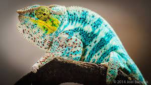 Nosy Faly Panther Chameleon Eggs Hatching Chameleon Rainforest Animals Reptiles And Amphibians