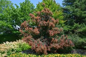 Tu peux choisir des arbustes persistants qui poussent assez vite mais pas trop haut et qui cessent tout seul ce qui reduit la taille a un leger emondage tous les 2 ou 3 ans si tu as bien suivi. Top 3 Des Arbres A Croissance Rapide Et Comment Les Planter Debroussaillez