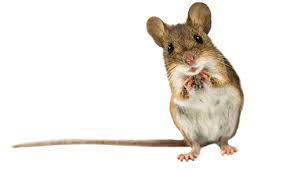 Get rid of mice with professional mice control products. Best Practices For Controlling Mice In Multi Unit Managed Properties