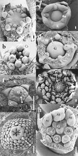 Check spelling or type a new query. Understanding The Role Of Floral Development In The Evolution Of Angiosperm Flowers Clarifications From A Historical And Physico Dynamic Perspective Springerlink