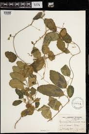 Image result for Pyrenacantha kirkii