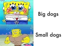 This Is So Trueeee Follow Us For Mor Clean Funny Pictures Funny Dog Memes Funny Pictures